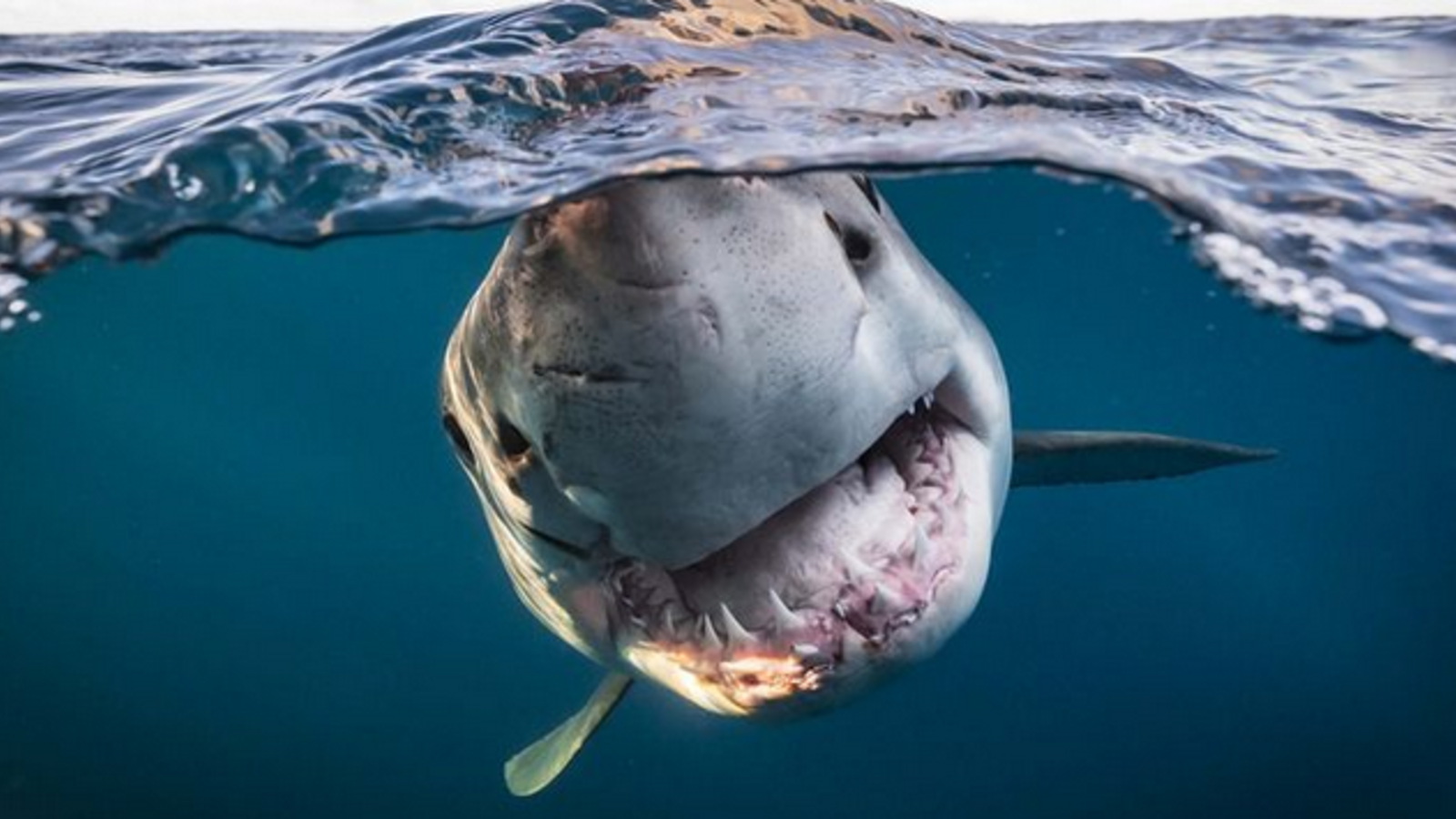 Spektakuläre Tier Fotos Weißer Hai schwimmt direkt auf Kamera zu