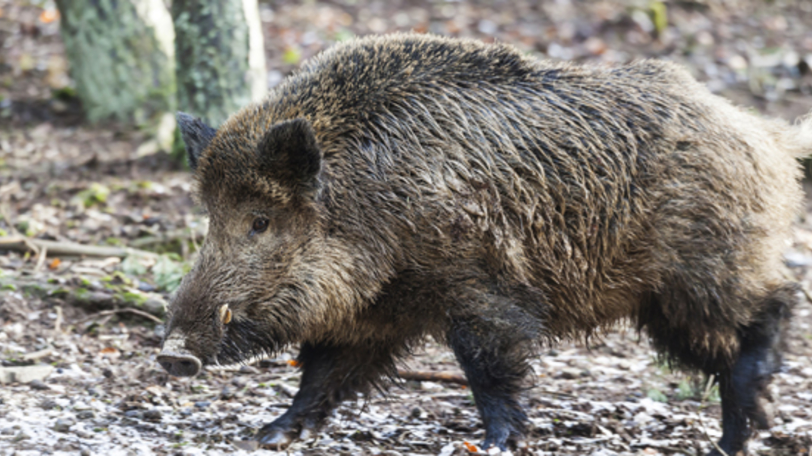 Bei Maggi Geruch Im Wald Sollte Vorsicht Geboten Sein Das Ist Der Grund