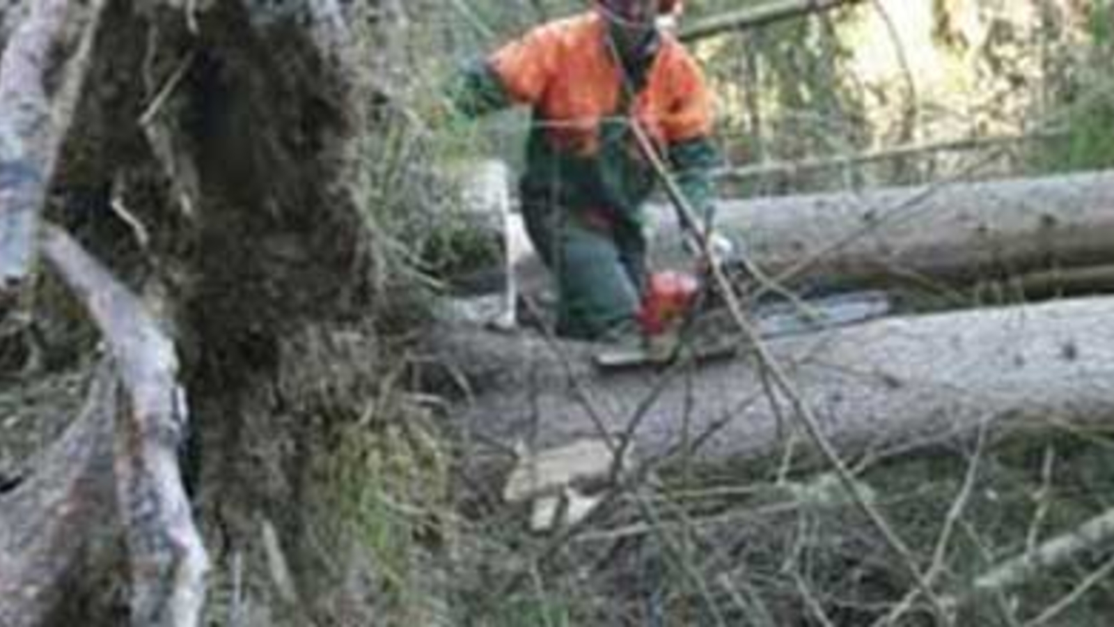 39 jähriger Salzburger von Baum erschlagen