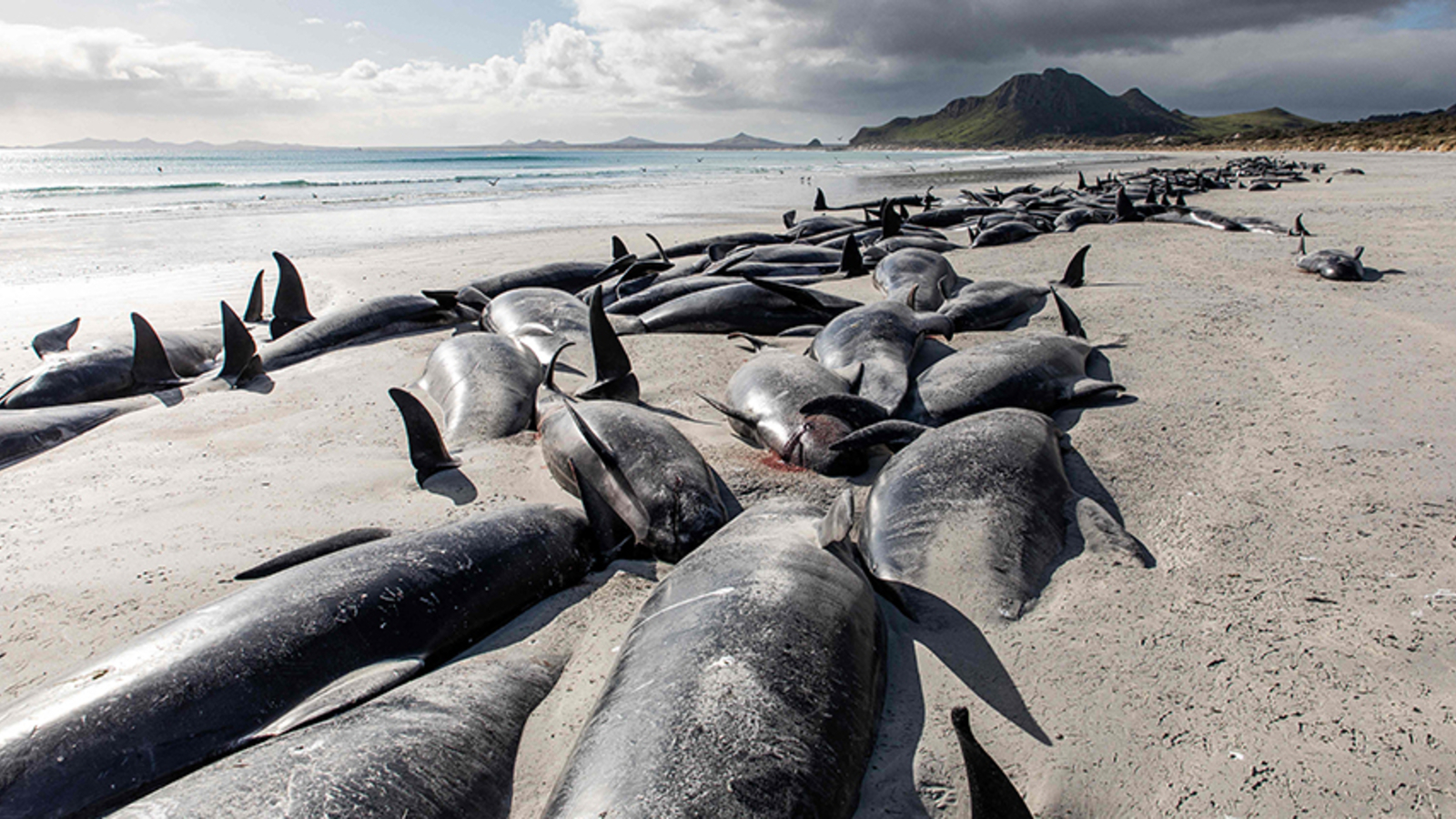 Schon Wieder Grindwale In Neuseeland Gestrandet