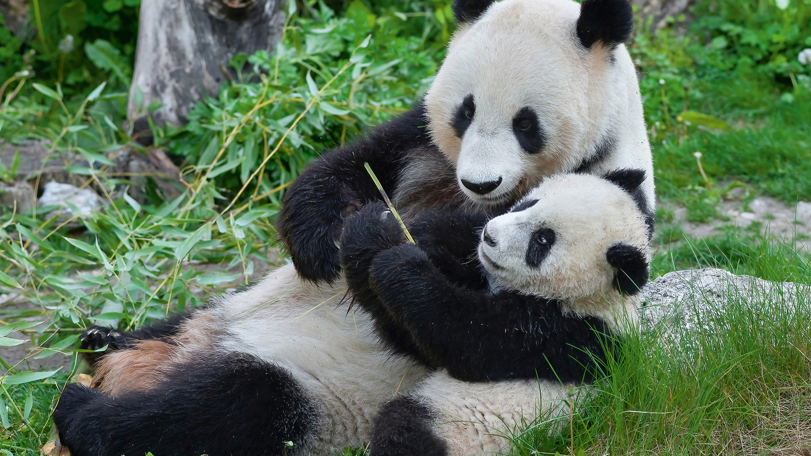 Seit 20 Jahren leben Pandas im Tiergarten Schönbrunn oe24 at