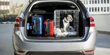 Einreisebestimmungen für Hunde