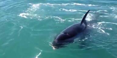 Killerwal schnappt Angler Beute weg