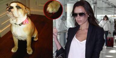 Victoria Beckham lackiert ihrem Hund die Nägel