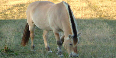 060810_pferd_apa
