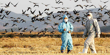 061220_vogel_vogelgrippe_afp