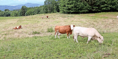 Landwirtschaft