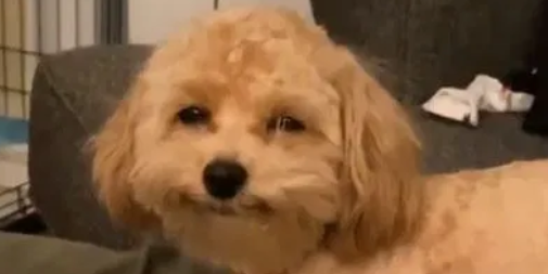 Ducky