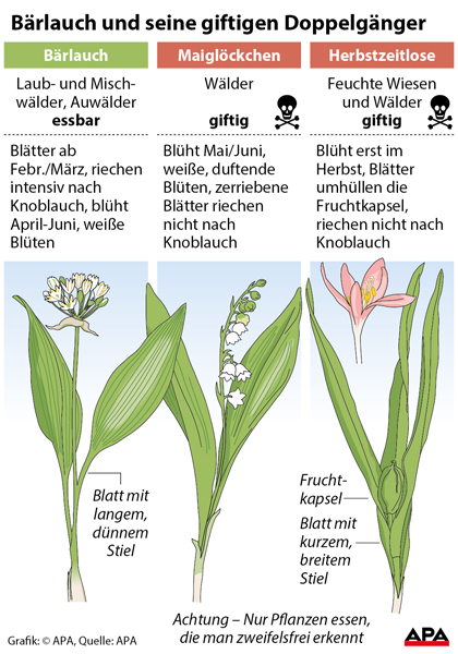 Bärlauch