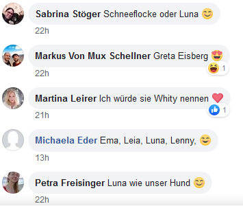 Eisbär 3