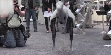 Känguru-Roboter springt 80cm weit