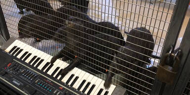 Diese Otter spielen Keyboard