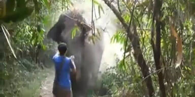 Tourist pariert einhändig Elefantenangriff