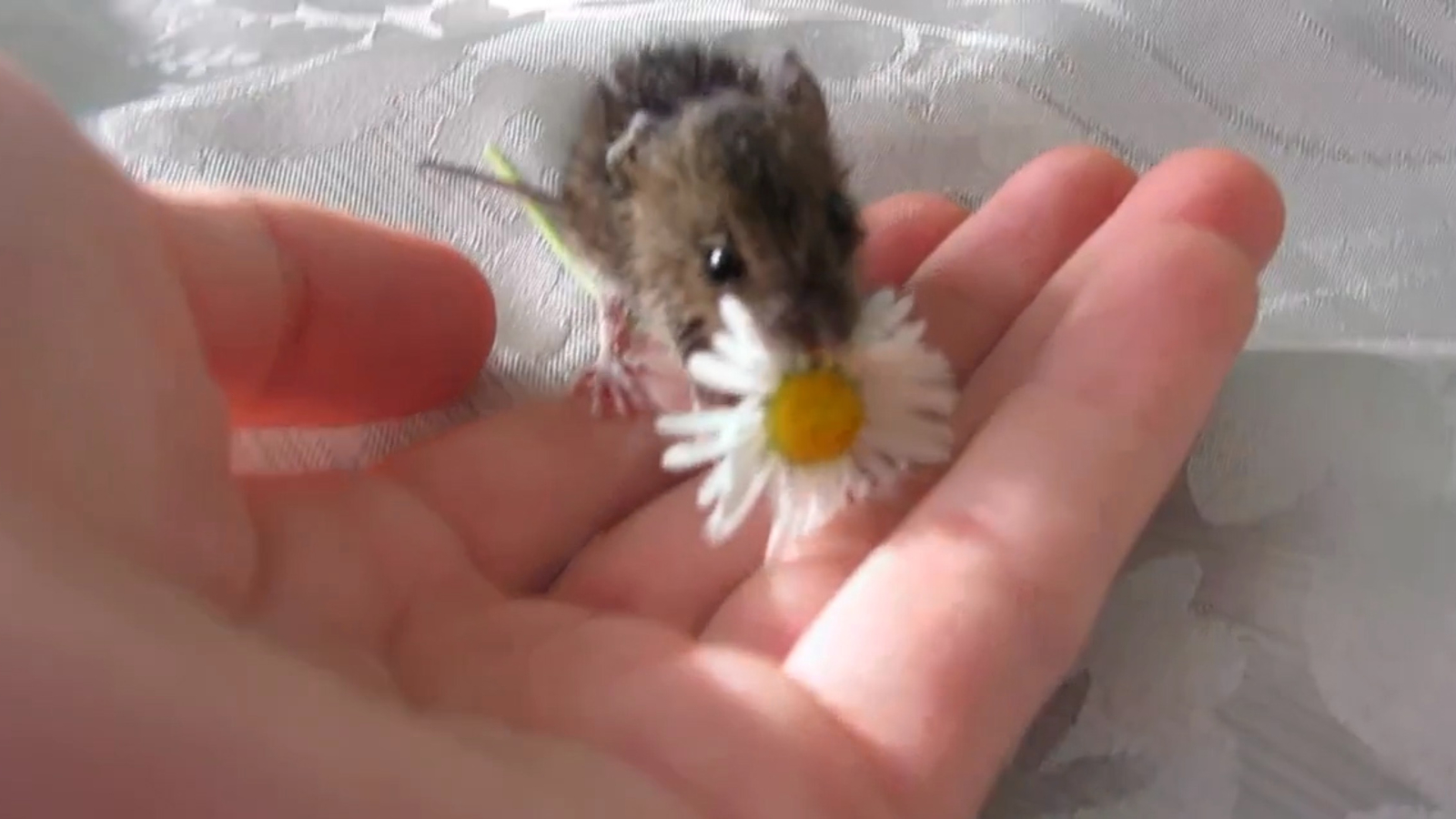 Süße kleine Maus isst eine Blume