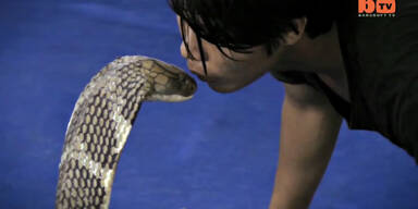 Lebensgefährlicher Kuss mit Kobra