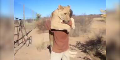 Eine verspielte Löwin zum Freund