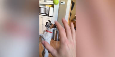 Kopfball-Action mit einem Hund