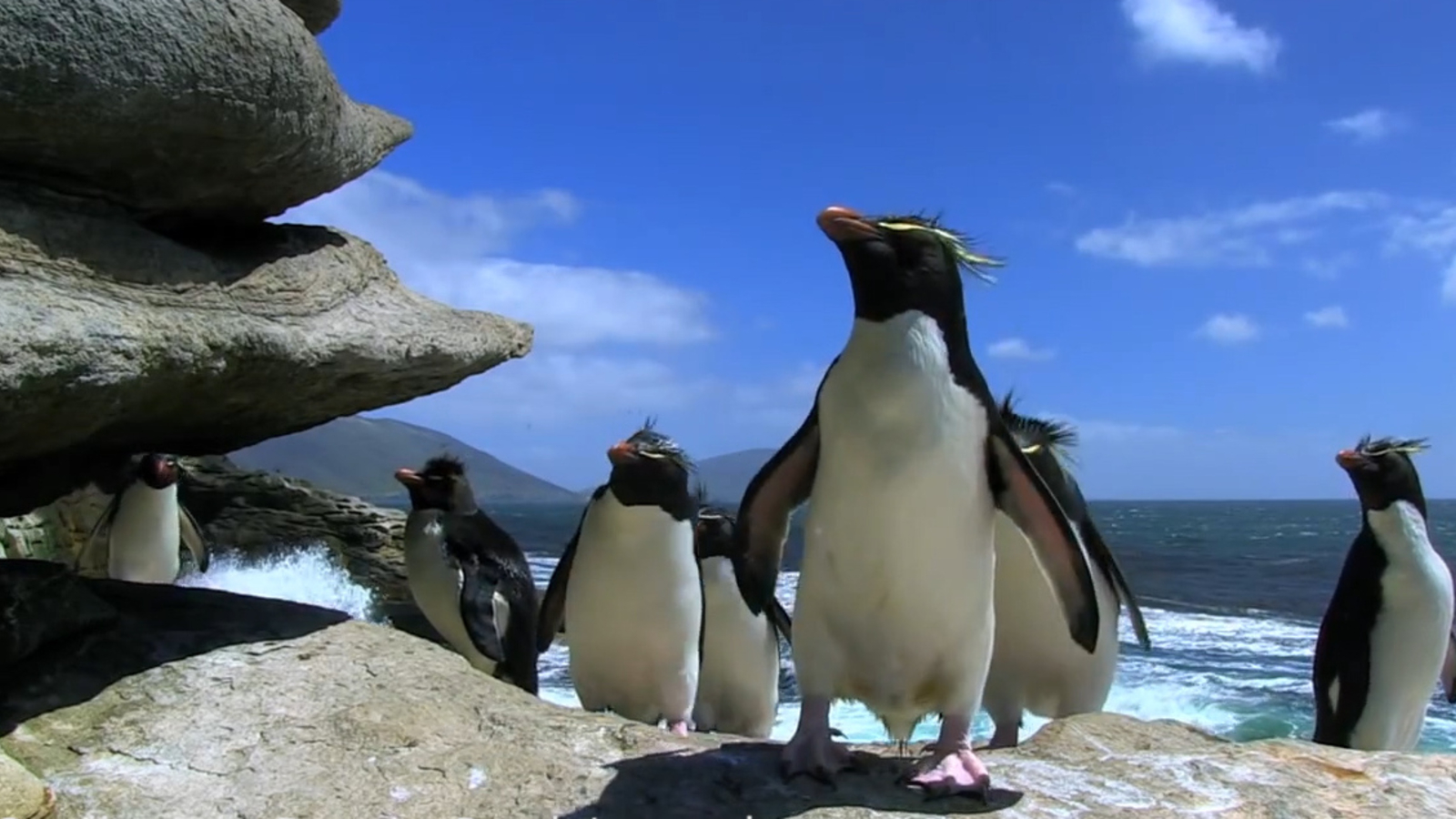  Foto zu So süß sind Pinguine! 