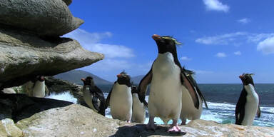 So süß sind Pinguine!