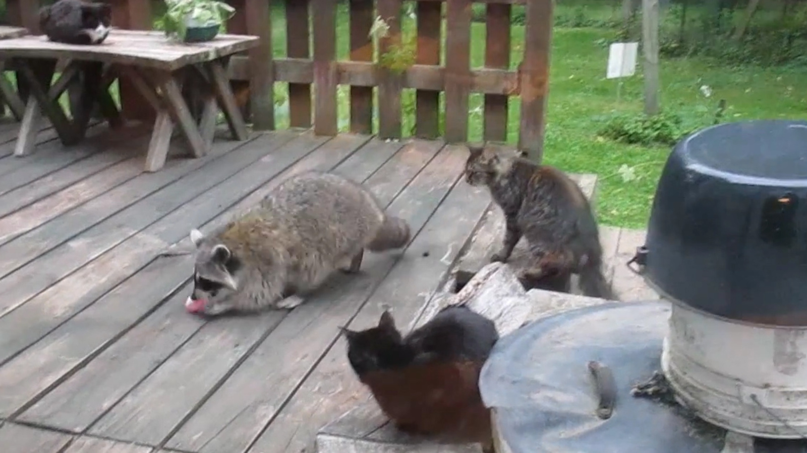 Waschbär klaut Katzen Ball oe24.at