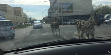 Zebras machen Brüssel unsicher