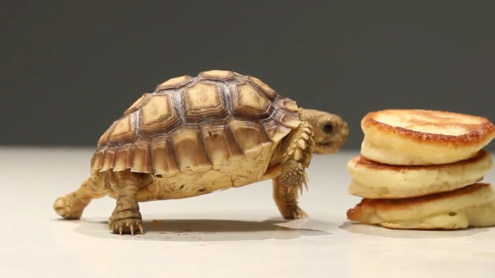 MiniSchildkröte frisst MiniPancakes