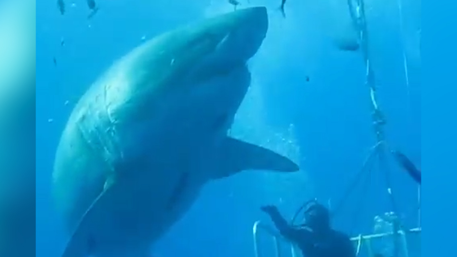 Der größte Hai aller Zeiten oe24.at