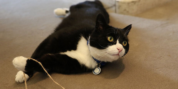 Palmerston