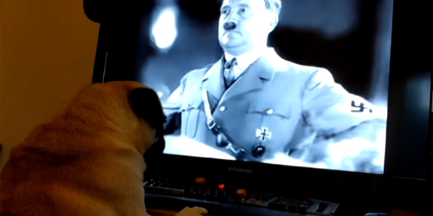 Dieser Mops ist ein Nazi