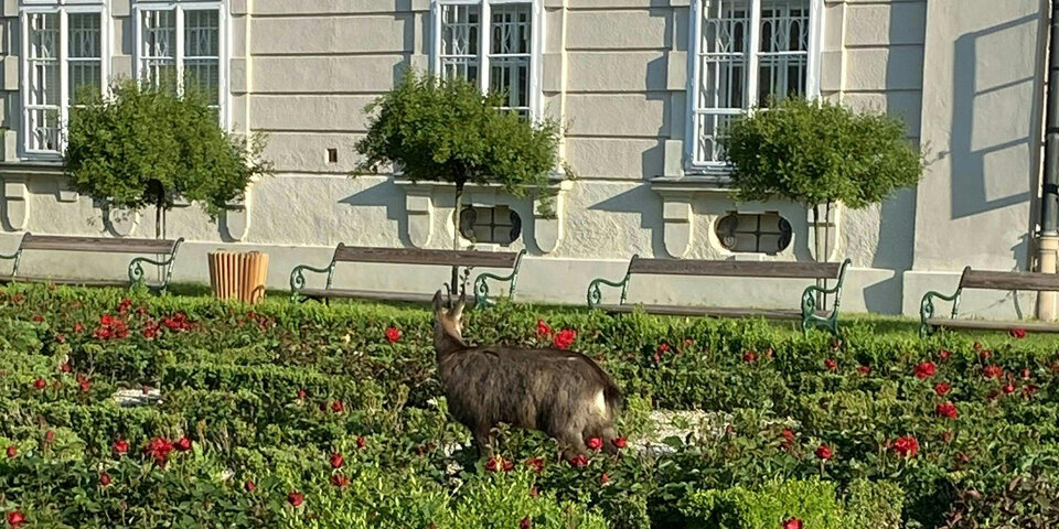 Hier irrt eine Gams durch den Mirabellgarten