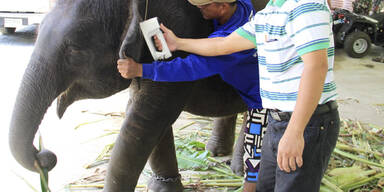 14 Elefanten aus Ferienorten Thailands befreit