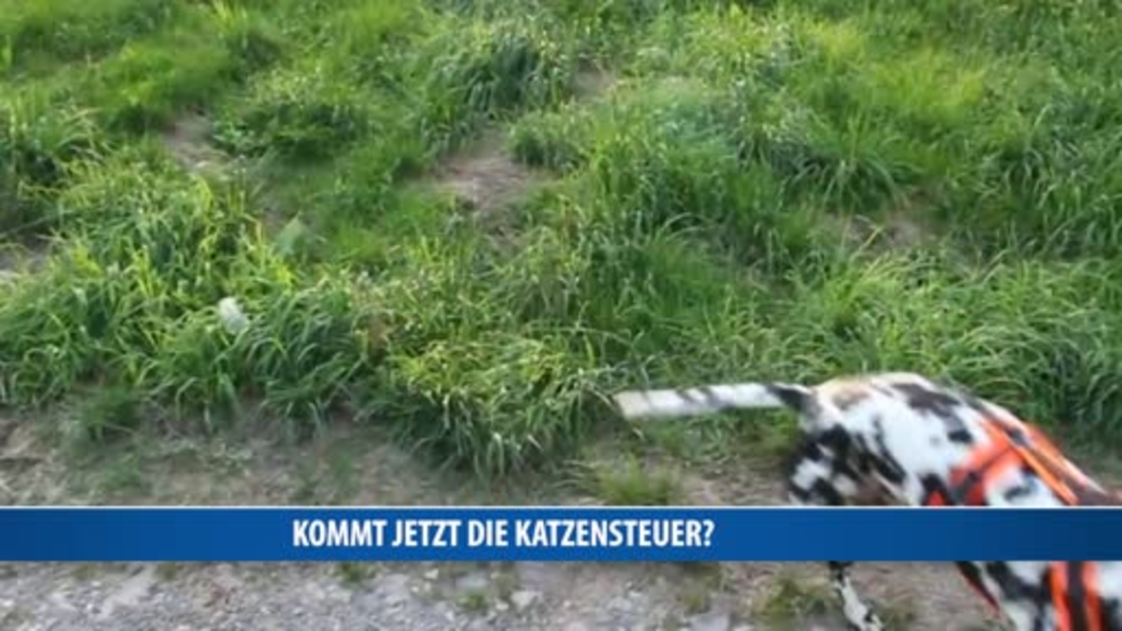  Kommt jetzt die Katzensteuer? Motiv 