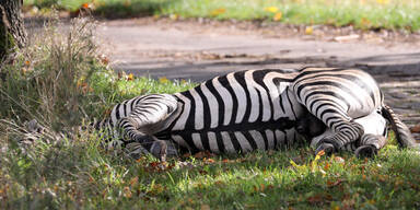 Einsatzkräfte erschießen wehrloses Zebra