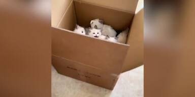 20211130_66_599009_211130_Kittypackage.jpg