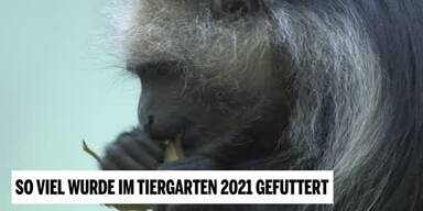 20211227_66_605454_211227_XX_APA_SO_VIEL_WURDE_IM_TIERGARTEN_2021_GEFUTTERT_TO.jpg