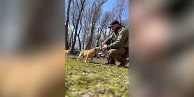 Soldat kümmert sich um zurückgelassene Hunde