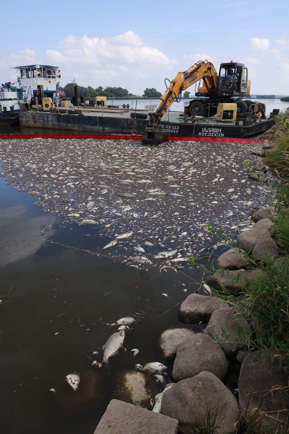 Fischsterben in der Oder: 100 Tonnen toter Tiere erwartet