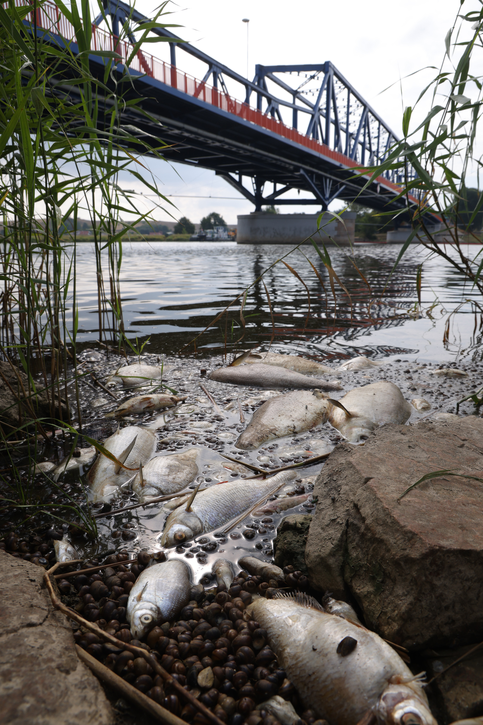 Fischsterben in der Oder: 100 Tonnen toter Tiere erwartet