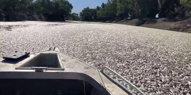 Beängstigend: Fluss von Millionen toten Fischen überflutet