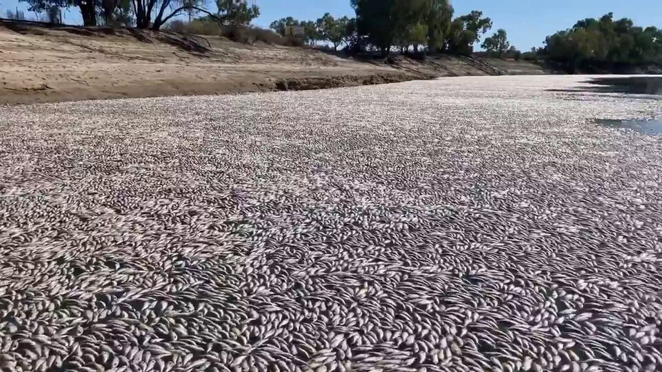Beängstigend: Fluss von Millionen toten Fischen überflutet