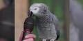 Dieser Papagei kann jedes Geräusch nachahmen