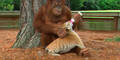 Orang Utan-Dame zieht Tigerbaby auf!