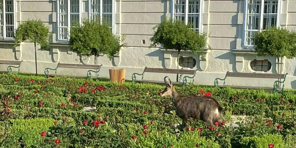 Hier irrt eine Gams durch den Mirabellgarten