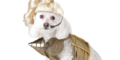 Kopie von Fasching für Tiere - LuxuryDogs Hamburg