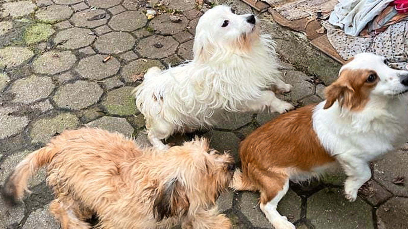 51 Hunde suchen ein neues Zuhause oe24.at