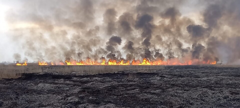Brand Feuer Neusiedler See
