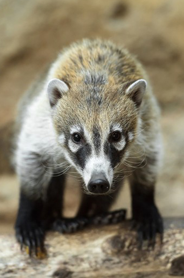 Weißrüsselnasenbär Schönbrunn
