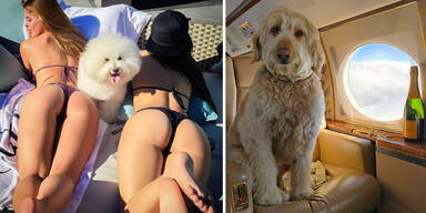 Rich Dogs of Instagram