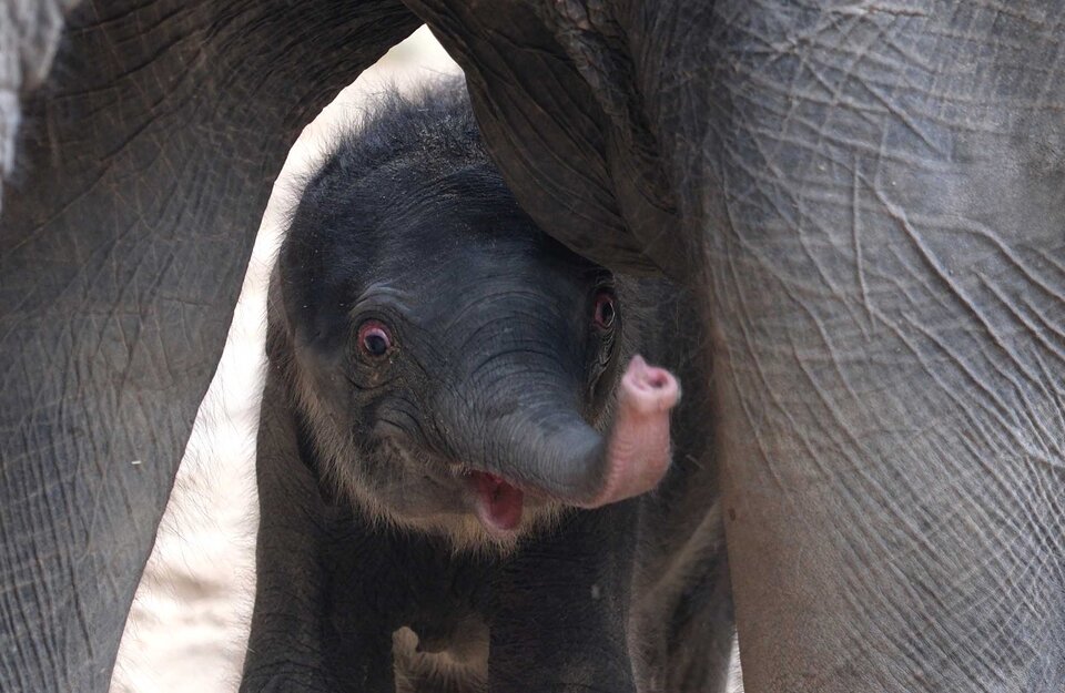 Elefantennachwuchs im Zoo Leipzig
