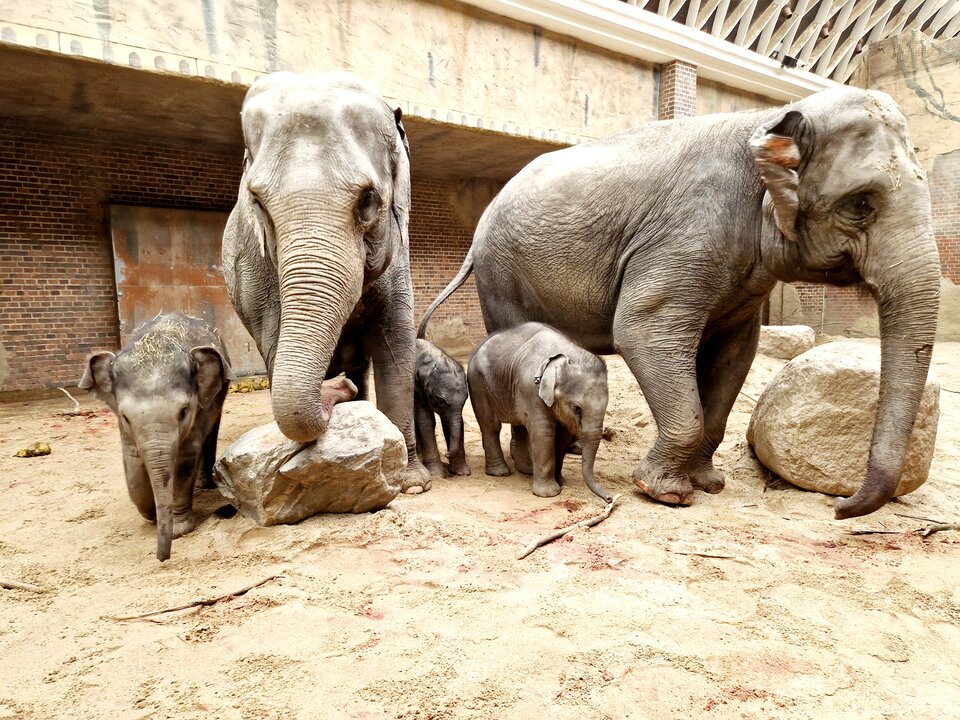 Elefantennachwuchs im Zoo Leipzig